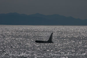 J34 silhouette