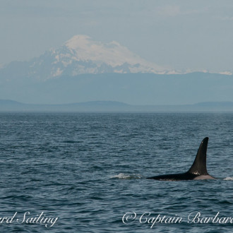 All the J’s and first return of the year from K’s – Our Southern Resident Orcas