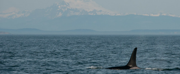 All the J’s and first return of the year from K’s – Our Southern Resident Orcas