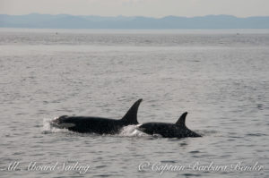 J36 and J52