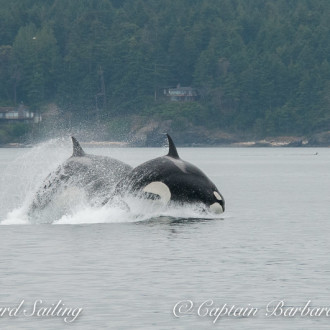 T Party : Twenty Transient Orcas North from San Juan Island