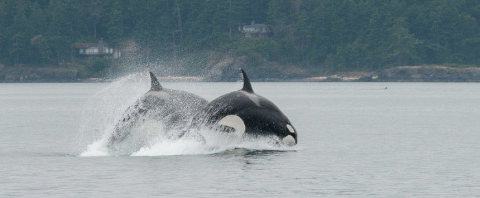 T Party : Twenty Transient Orcas North from San Juan Island