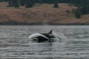This is T99, a 32 yr old female (born approx 1984), and a mother of 4 offspring