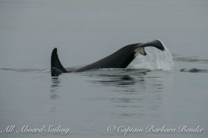 Transient Orca T65A2 Tail Lob