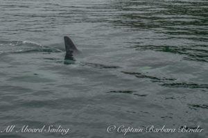 Biggs 'Transient' Killer Whale T123A