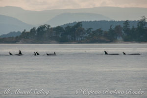 Whale watching sailing