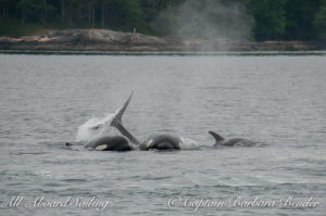 Orca kids goofing around
