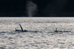 Whale watching sailing g Northbound towards Point Caution