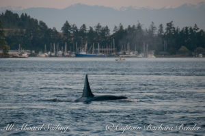 Whale watching sailing with T77B passing Shipyard Cove, Friday Harbor