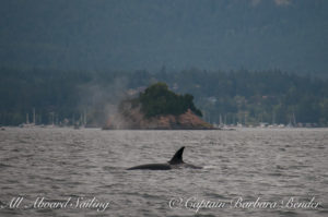 T65A passing Nob Island