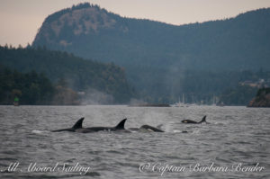 Mix of T65A's, T65B's, T36A's, and T99's - Deer Harbor in the distance and the head of Turtleback Mountain