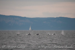 Said good bye for now as the orcas continued north in San Juan Channel