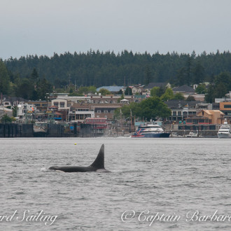Biggs ‘Transient’ orcas passing Friday Harbor – again!