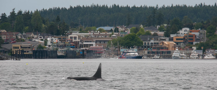 Biggs ‘Transient’ orcas passing Friday Harbor – again!
