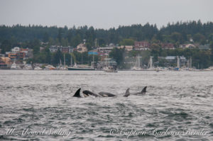 Transients passing Friday Harbor