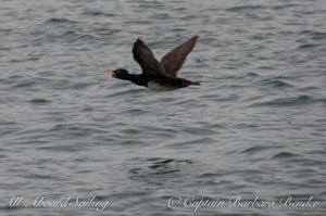 Surf Scoter