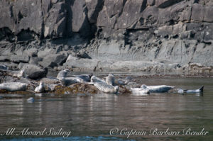 Harbor Seals, Cactus Island