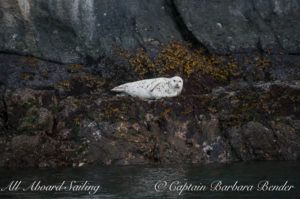 Harbor Seal