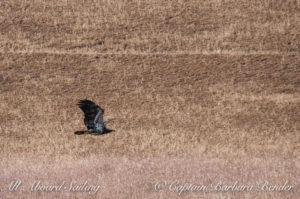 Immature Bald Eagle