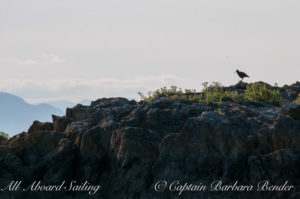 Black Oyster Catcher