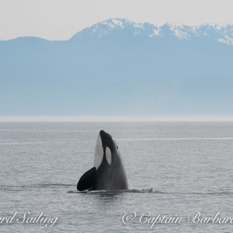 Sailing with T46Bs Transient Orca family