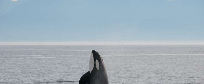 Sailing with T46Bs Transient Orca family