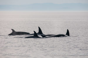 Transient Orcas