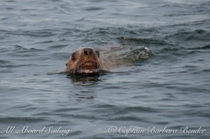 Steller Sea Lion