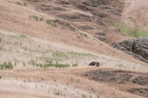 Bald Eagle pair