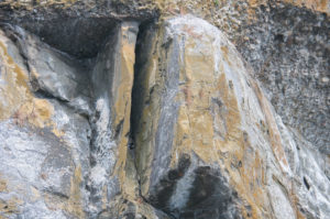 Pigeon Guillemot tucked in to crevice