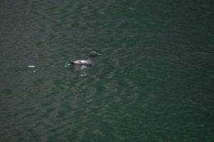 Pigeon Guillemot