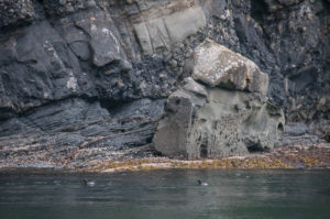 Pigeon Guillemot