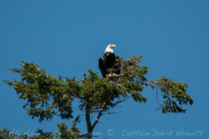 Bald Eagle