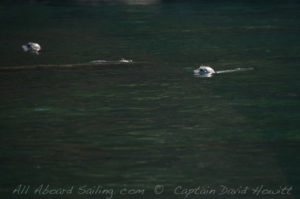 Harbor Seals