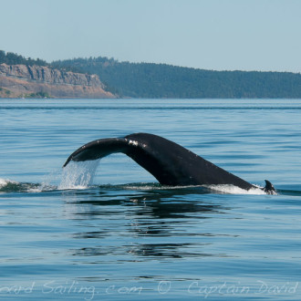 Sail with Humpback whale in Boundary Pass