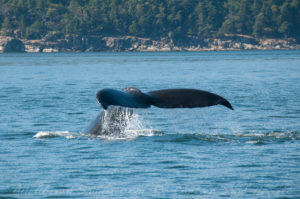 Humpback Whale fluke
