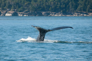Humpback Whale fluke