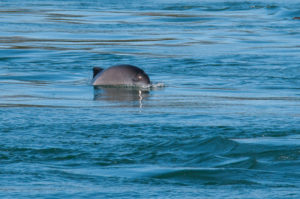 Harbor Porpoise