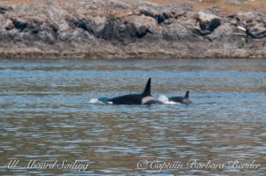 Newest calf of L pod, L123 with mom L103