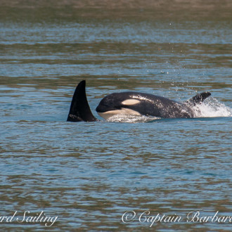 Resident orcas meet Transients