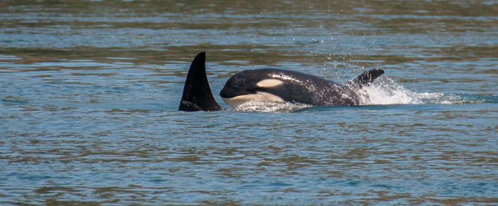 Resident orcas meet Transients