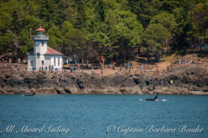 Orcas exciting folks at Lime Kiln Point State Park aka "Whale Watch Park"