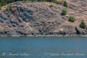 Passing the cliffs north of Lime Kiln Point State Park