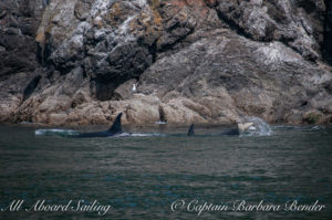 L55 with L118 along Kellett Bluff. L118 was doing tail lobs continuously throughout the day
