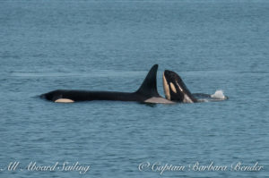 L103 with her calf, L123