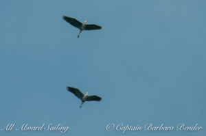 Great blue herons