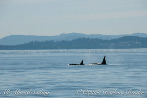 L90 Ballena with L92 Crewser heading down island just before he charged at the transient orcas going north in Haro Strait