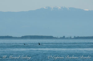 Transient orcas T60 and T60C cruising up Haro Strait just after killing a seal at Lime Kiln Point State Park in front of dozens of onlookers. This photo was taken moments before the Residents charged in their direction.
