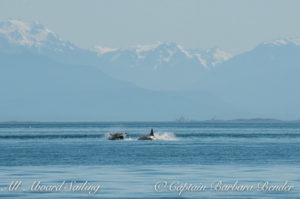 T60 and T60C porpoising away from the Resident orcas. They joined up with the rest of their family to the north of Kelp Reef.