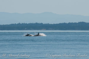 T60 and T60C high speed porpoising away from the Resident orcas.